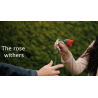 DROPPING FLOWER by Mago Rigel and Twister Magic - Trick