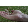 HOODOO - Haunted Voodoo Doll (Gimmicks and Online Instructions) by iNFiNiTi and Mark Traversoni - Trick