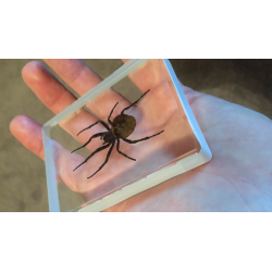 Ominous Deck (Spider) by Diamond Jim Tyler - Trick