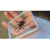 Ominous Deck (Spider) by Diamond Jim Tyler - Trick