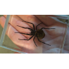 Ominous Deck (Spider) by Diamond Jim Tyler - Trick