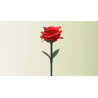 Rainbow Rose by JL Magic
