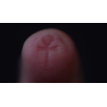The Artefact by Matthew Wright