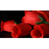The Rose 2.0 (Red) by Bond Lee and Wenzi Magic - Trick