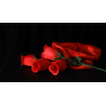 The Rose 2.0 (Red) by Bond Lee and Wenzi Magic - Trick