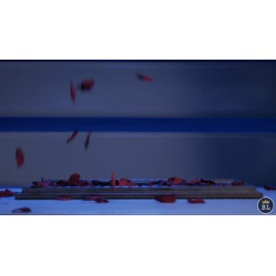 Visual Matrix AKA Rose Act Elegant Gold (Gimmick and Online Instructions) by Will Tsai and SansMinds - Trick