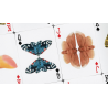 MOTHS (Stripe Edition) by Matthew Palladino