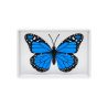 Omni Butterfly by Hyde Ren and Bacon Magic